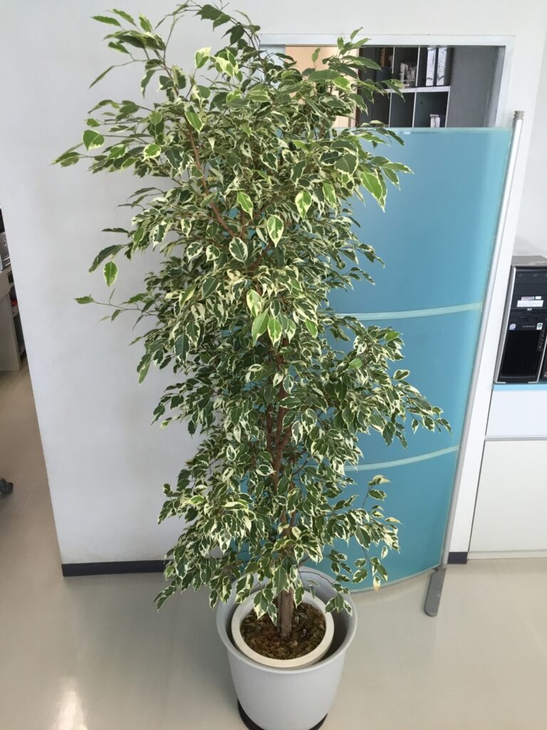 スタッフブログ|佐賀|船津歯科クリニック