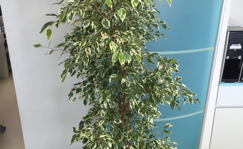 スタッフブログ｜佐賀｜船津歯科クリニック