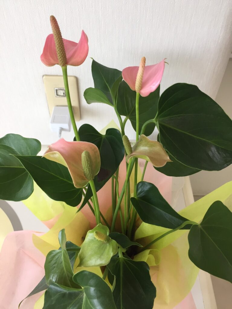 スタッフブログ|佐賀|船津歯科クリニック