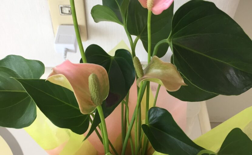 スタッフブログ｜佐賀｜船津歯科クリニック