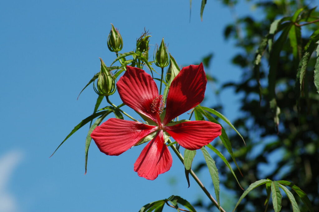 スタッフブログ｜佐賀｜船津歯科クリニック
