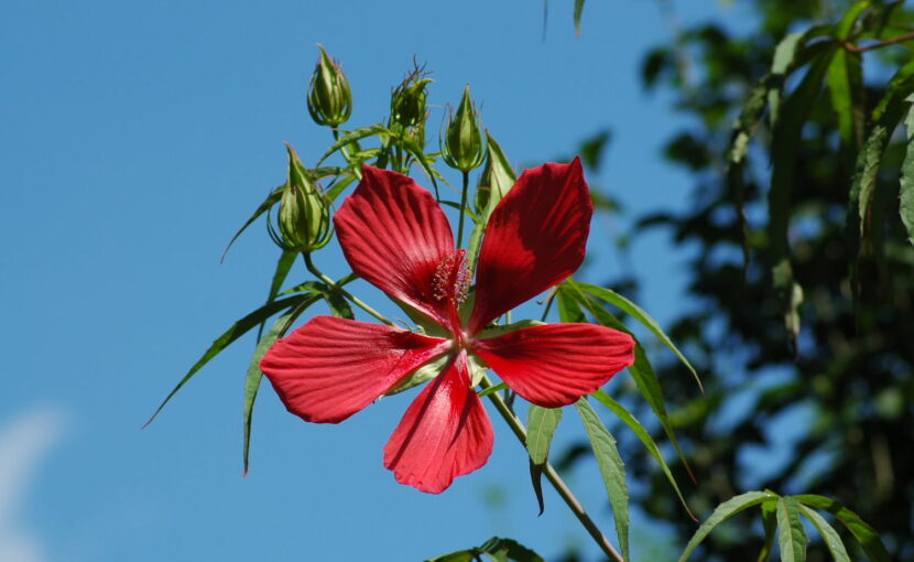 スタッフブログ｜佐賀｜船津歯科クリニック