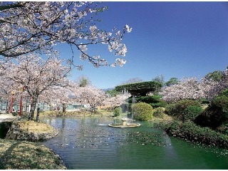 小城公園　桜.jpg